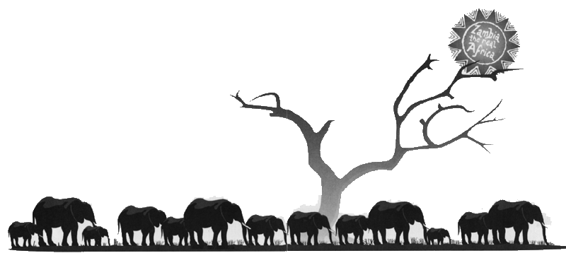 Elephants
