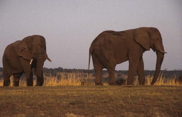 Elephants