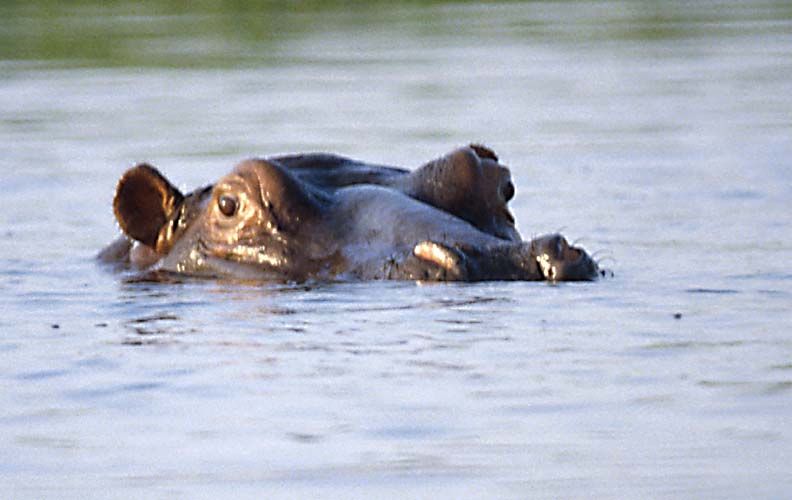 Hippo