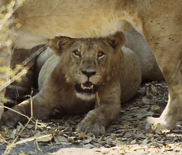 Lion