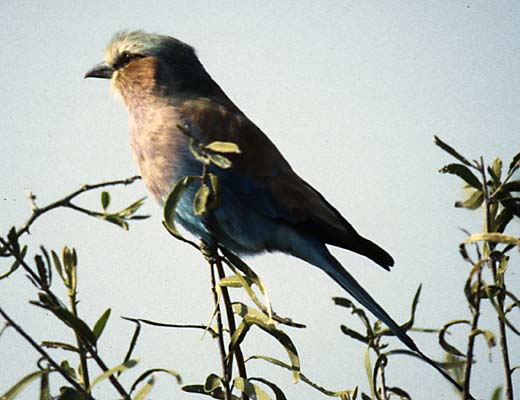 Roller